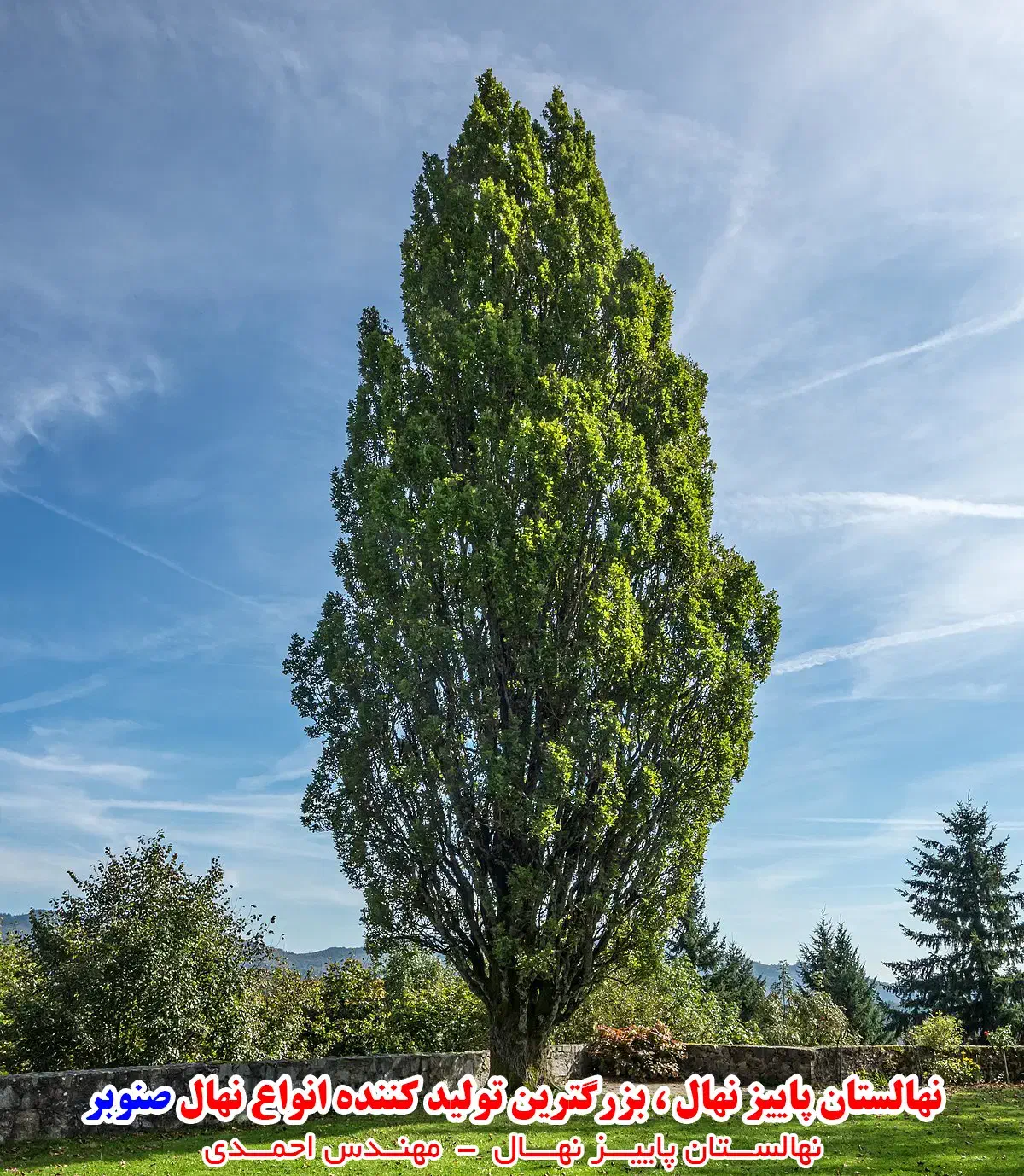 عرضه انواع نهال پیوندی وصنوبر تخصص ماست|خدمات باغبانی و درختکاری|سروآباد, |دیوار