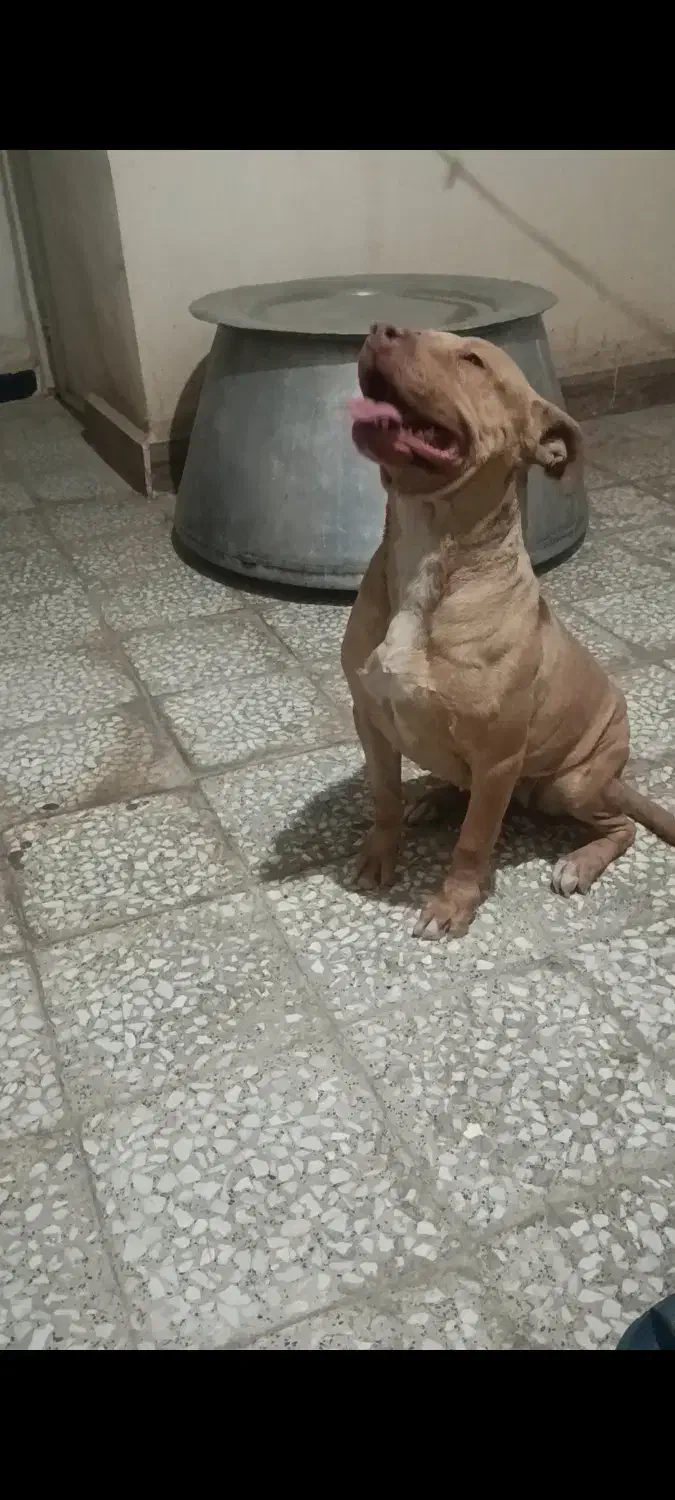 سگ پیتبول|سگ|رباطکریم, رباطکریم|دیوار