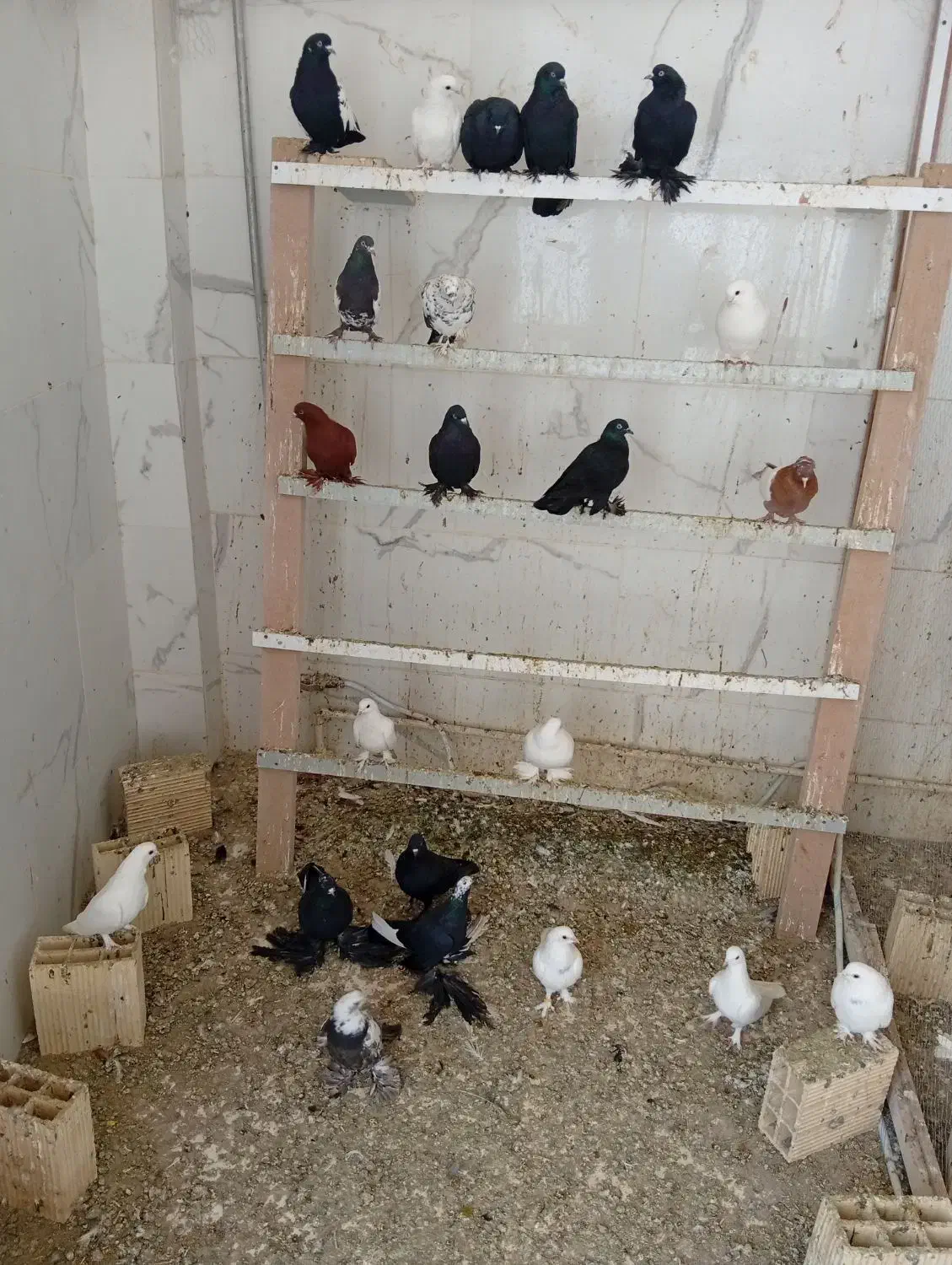 کبوتر|پرنده|تبریز, |دیوار