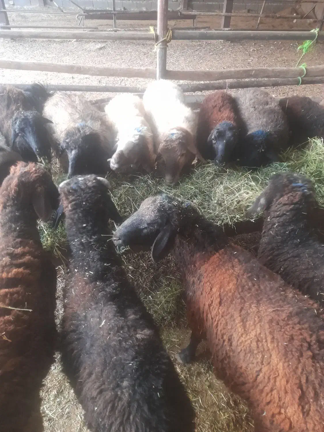 تعداد ۱۳راس بره|حیوانات مزرعه|پیشوا, |دیوار