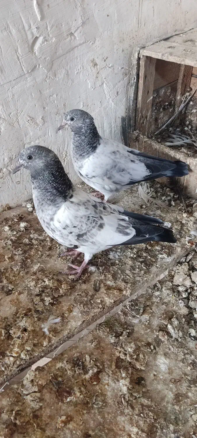 کبوتر کله سبز پرشی|پرنده|امیدیه, |دیوار