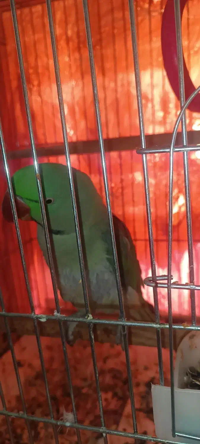 شاه طوطی نر|پرنده|نجف‌آباد, یزدانشهر|دیوار