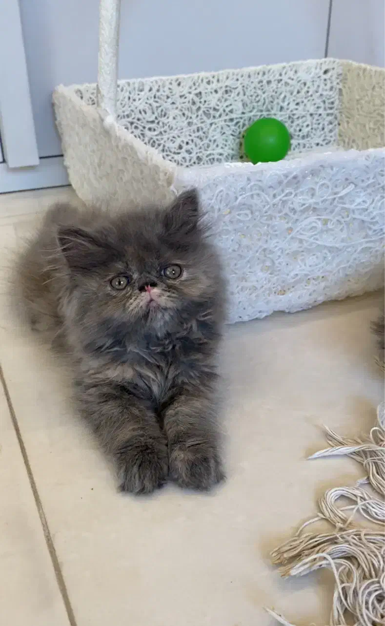 گربه پرشین سوپرفلت دختر دوماهه|گربه|تبریز, |دیوار