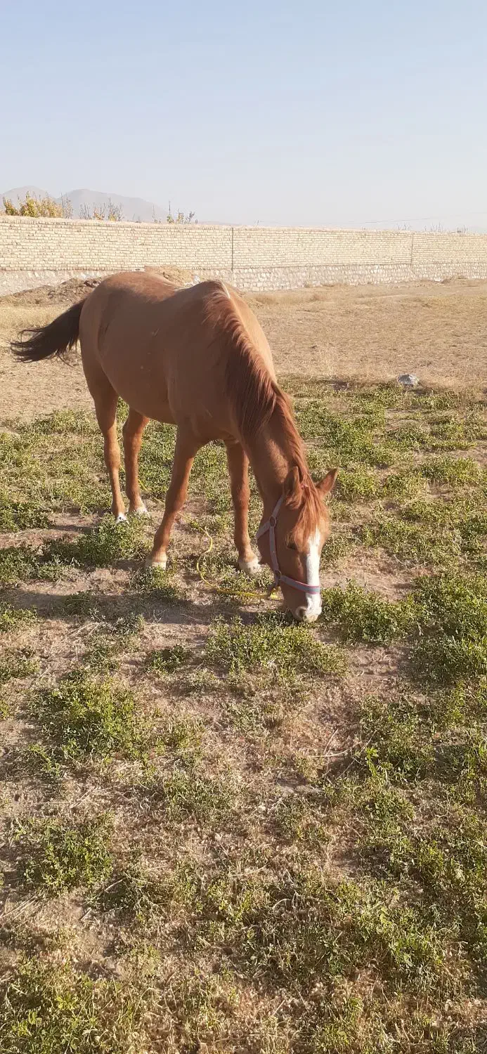 سه تا اسب اروم ویورقه|اسب و تجهیزات اسب‌سواری|سرولایت, |دیوار