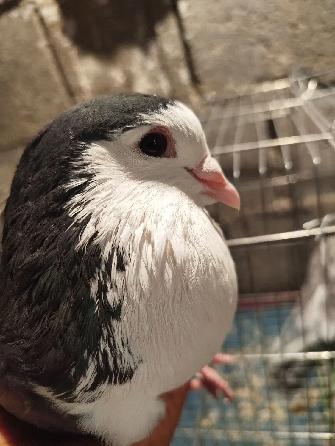 کبوتر|پرنده|خورموج, |دیوار