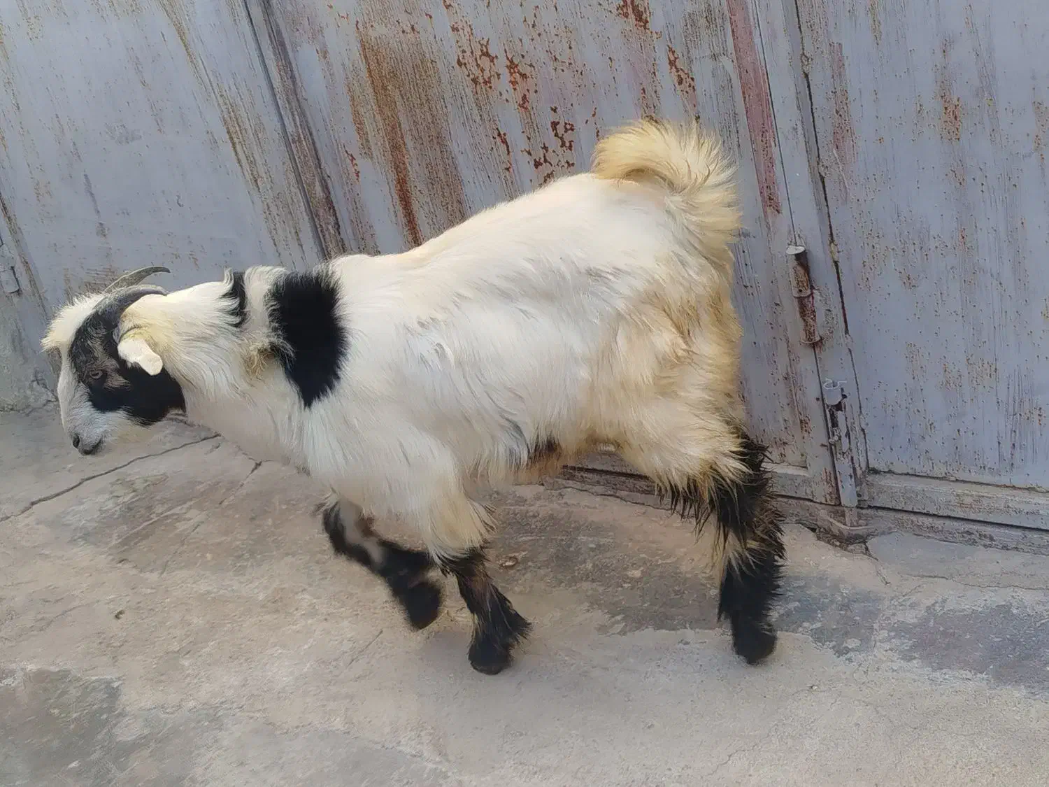 تیشتر|حیوانات مزرعه|مسجد سلیمان, |دیوار