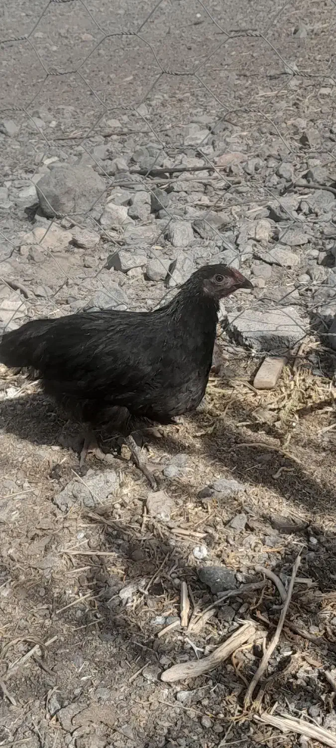 جوجه مرغ واکسن خورده کوچیک وبزرگ|حیوانات مزرعه|فریمان, |دیوار