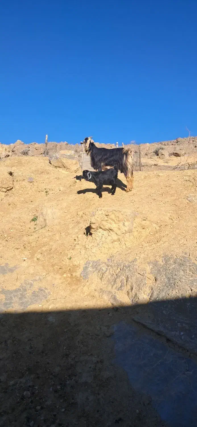 بز کهره دار|حیوانات مزرعه|مرودشت, نقش رستم|دیوار