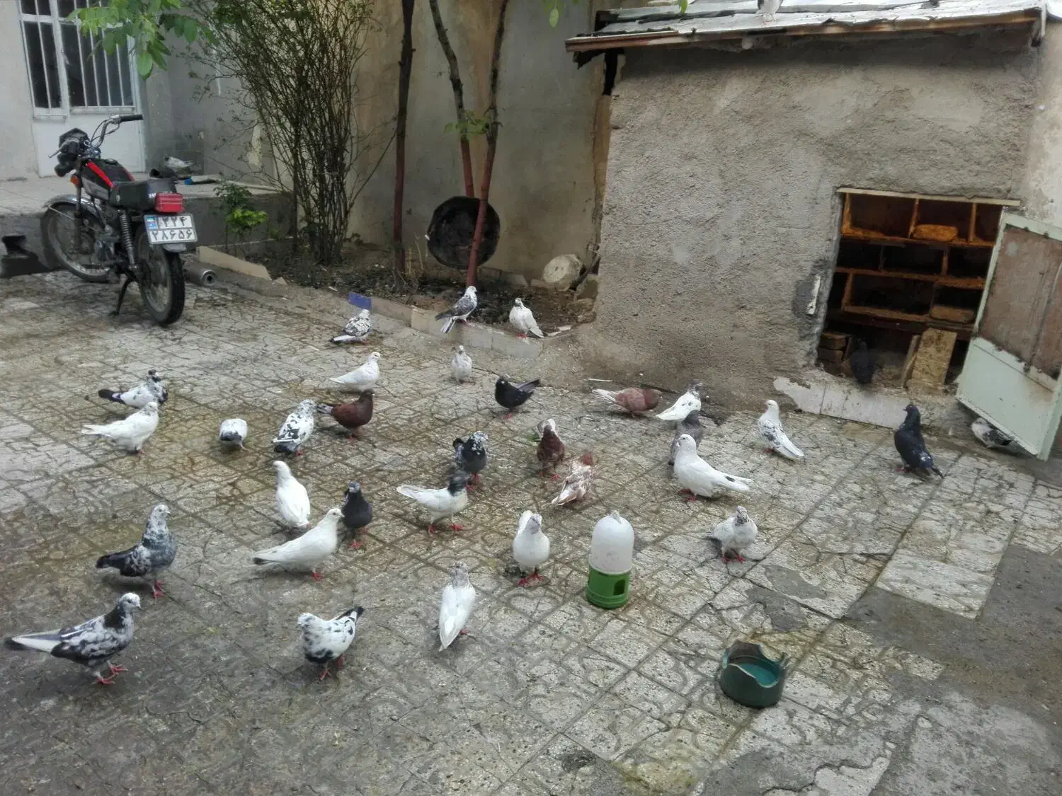 فروش یامعاوضه مقداری کبوتر|پرنده|الیگودرز, |دیوار