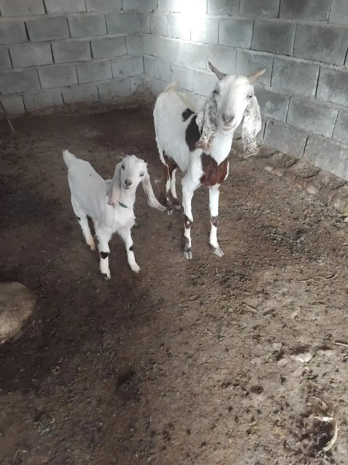 بز وکره|حیوانات مزرعه|جیرفت, |دیوار