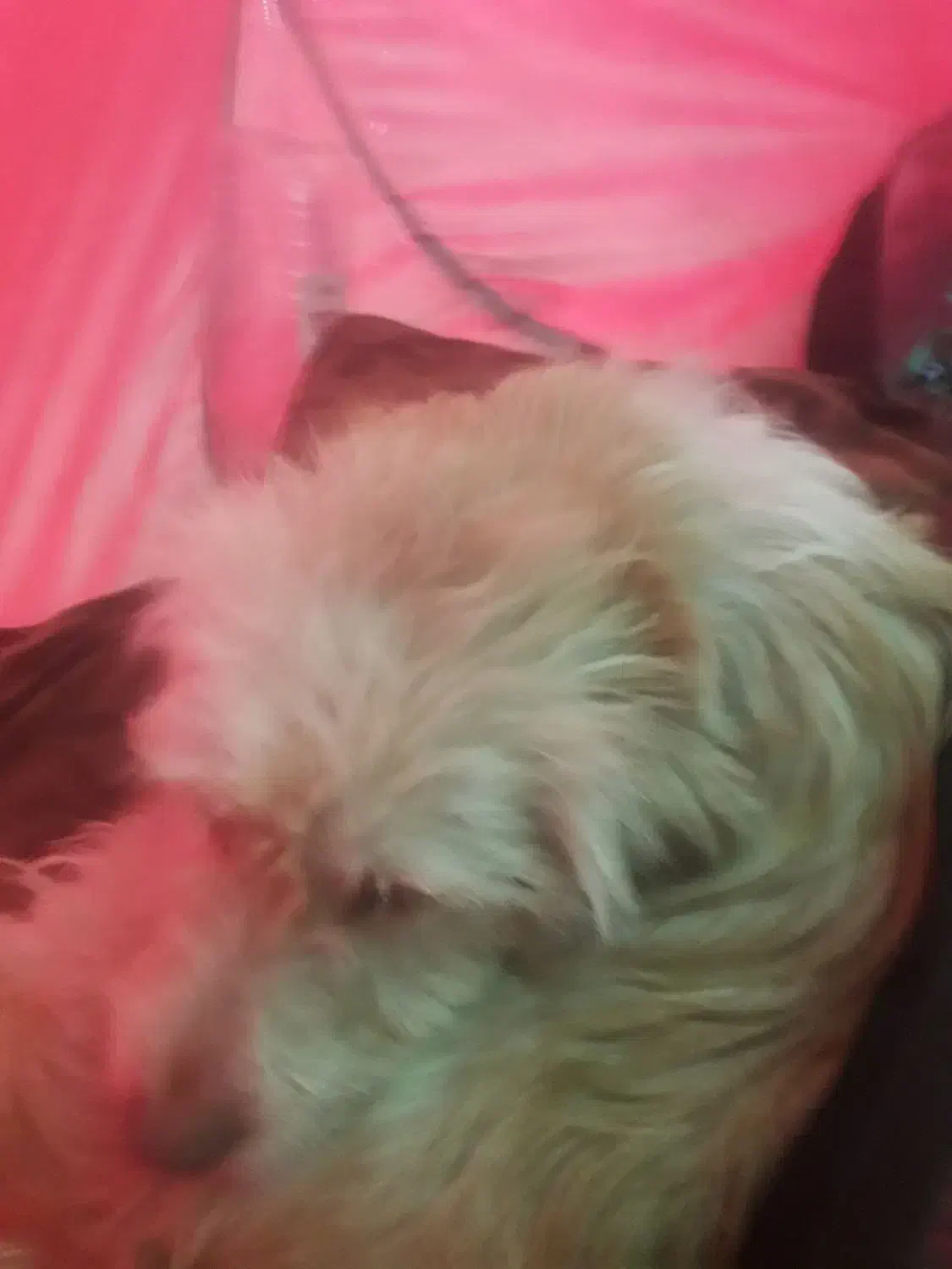 سگ شیتزو|سگ|قم, دورشهر|دیوار