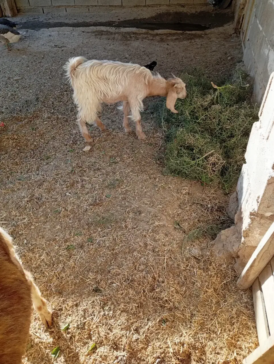 برای فروش|حیوانات مزرعه|چمران, |دیوار