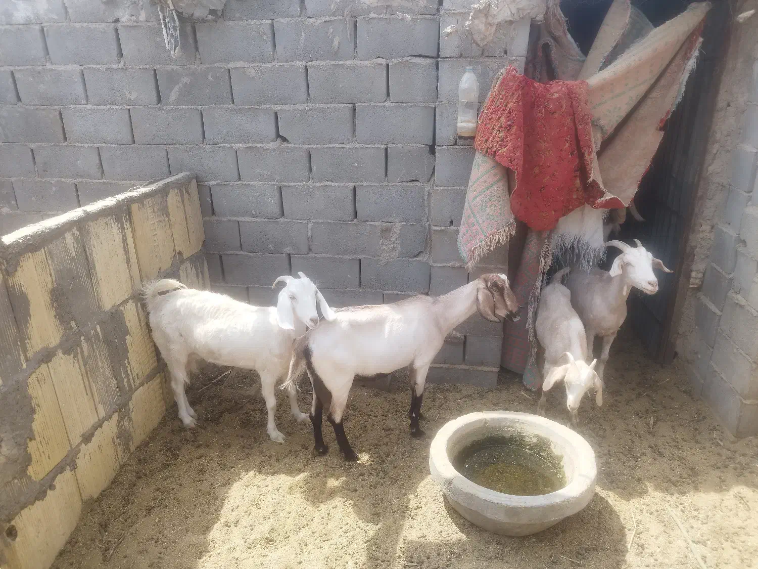 فروش سه عدد بز آبستن|حیوانات مزرعه|بافق, |دیوار