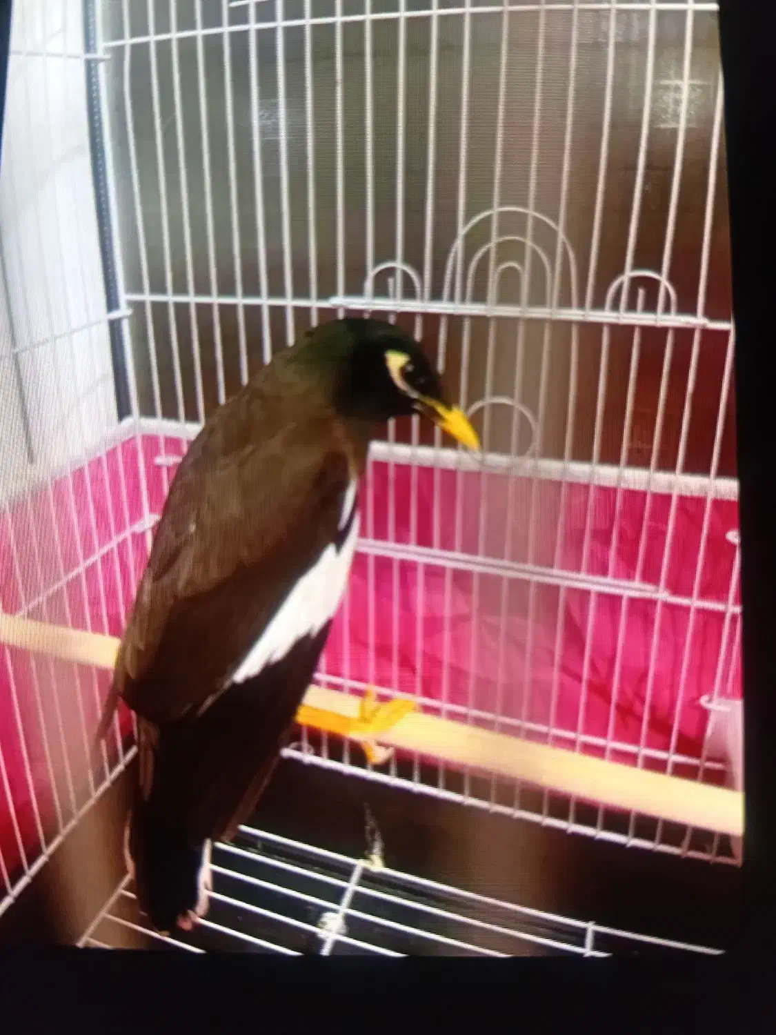 بدبده بخون صحرایی|پرنده|دره رود, |دیوار