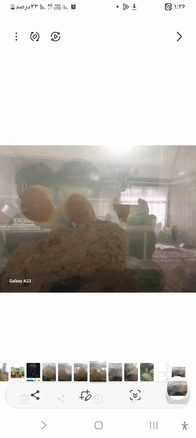 ماهی سورم زرد باهم 3عدد هستند باهم 1میلیون|ماهی|اصفهان, باغ کاران|دیوار