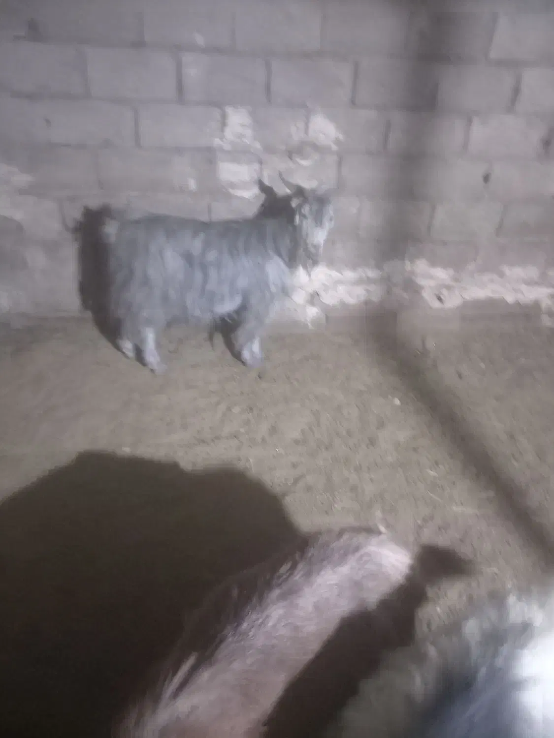 حیوان بز|حیوانات مزرعه|دشمن زیاری, |دیوار