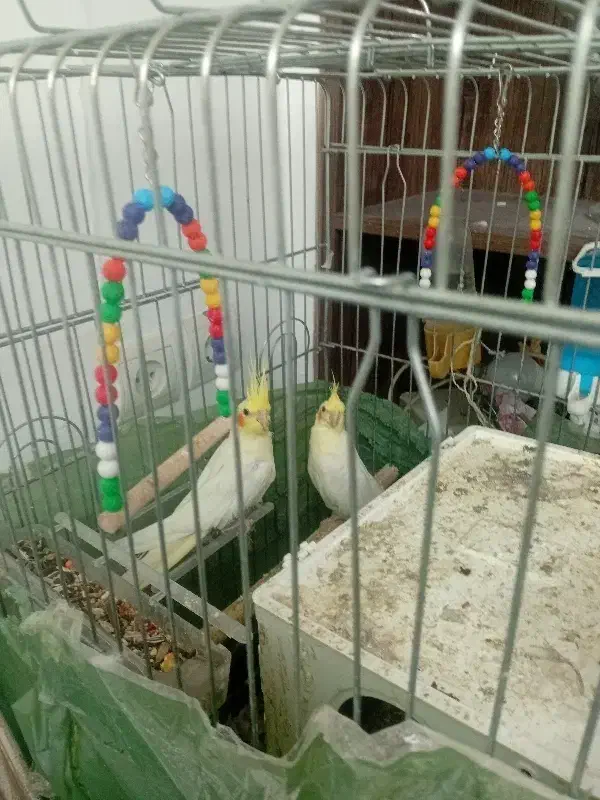 یک جفت عروس هلندی|پرنده|شاهین‌شهر, مسکن مهر|دیوار