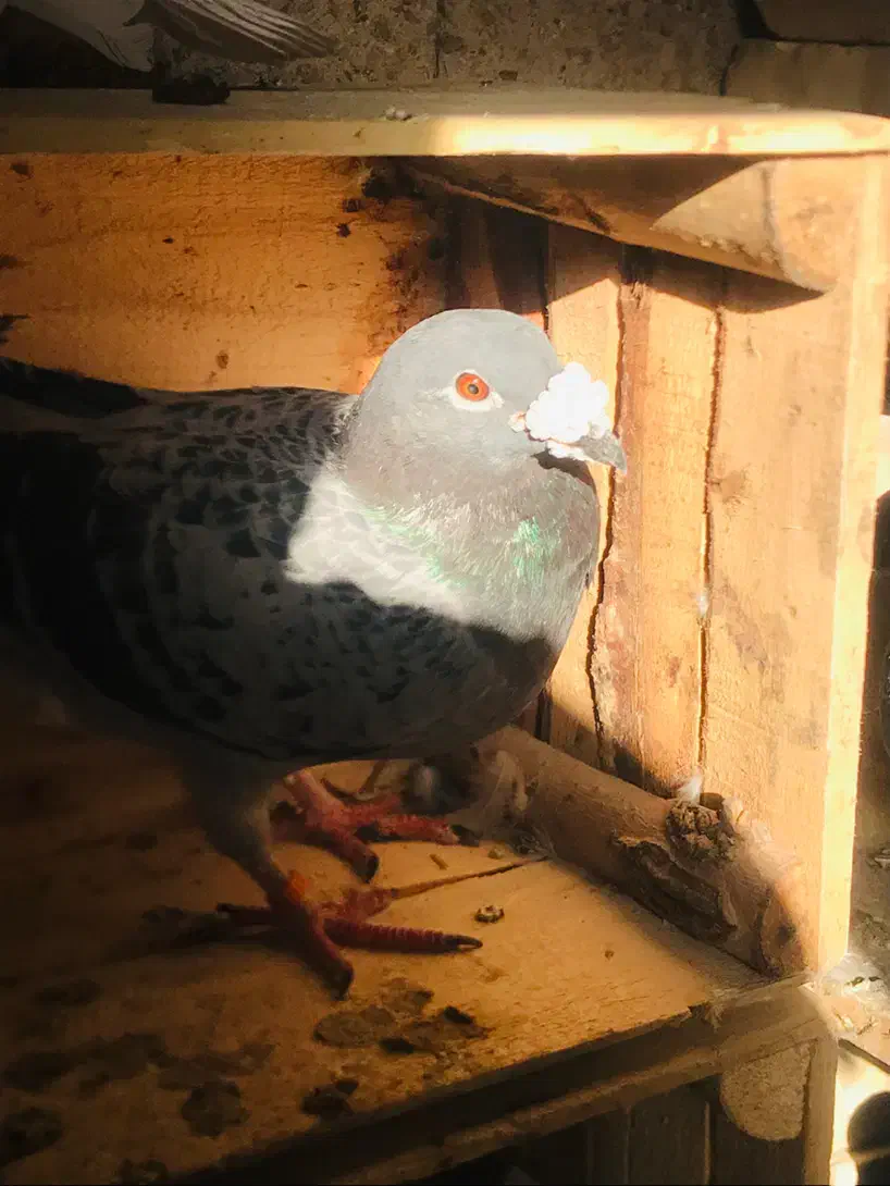 کبوتر پلاکی|پرنده|اهواز, کیانشهر|دیوار