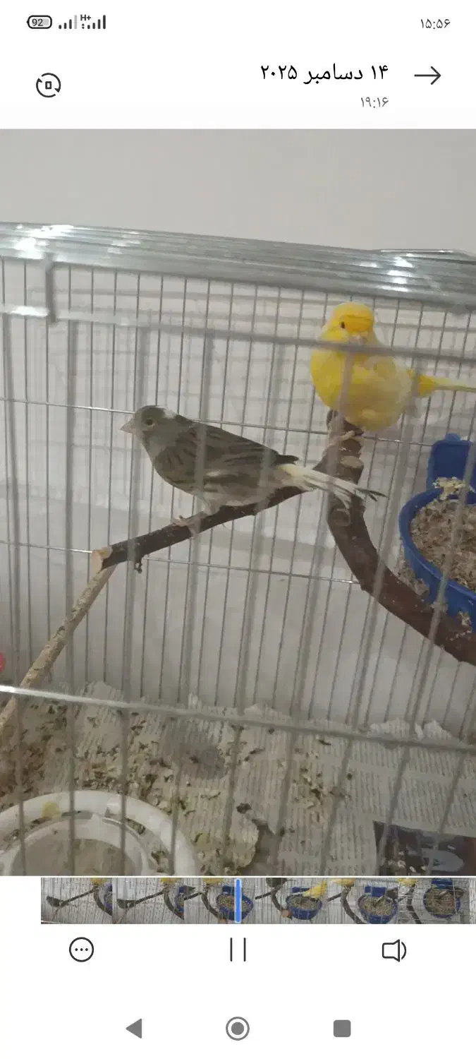 قناری مولد نرماده تخم دارن|پرنده|نقده, |دیوار