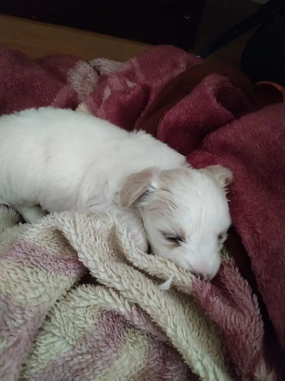 توله سگ نوزاد نژاد مالتیز و شیتزو|سگ|شهریار, شهرک مصطفی خمینی|دیوار