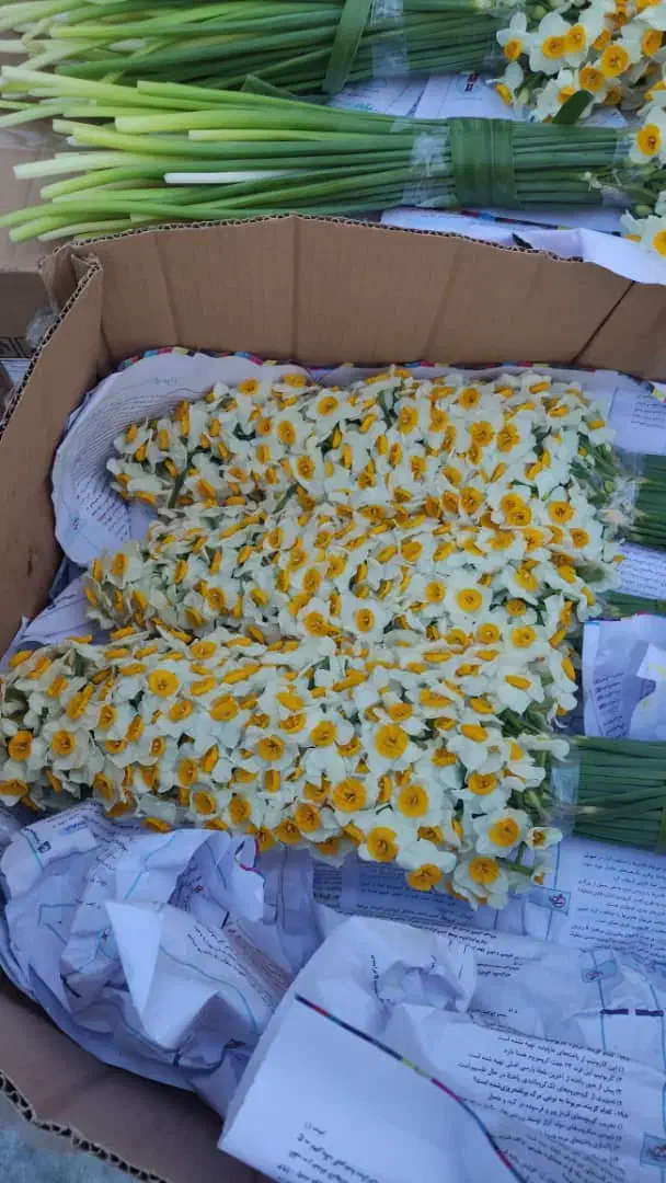 نرگس|گل و گیاه طبیعی|قائمشهر, |دیوار