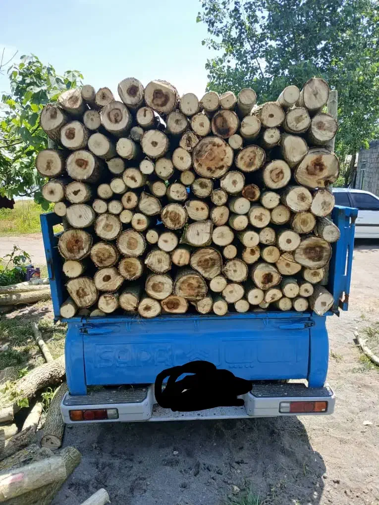 خریدوبرشکاری چوب آلات|خدمات باغبانی و درختکاری|بندر انزلی, کلیور|دیوار