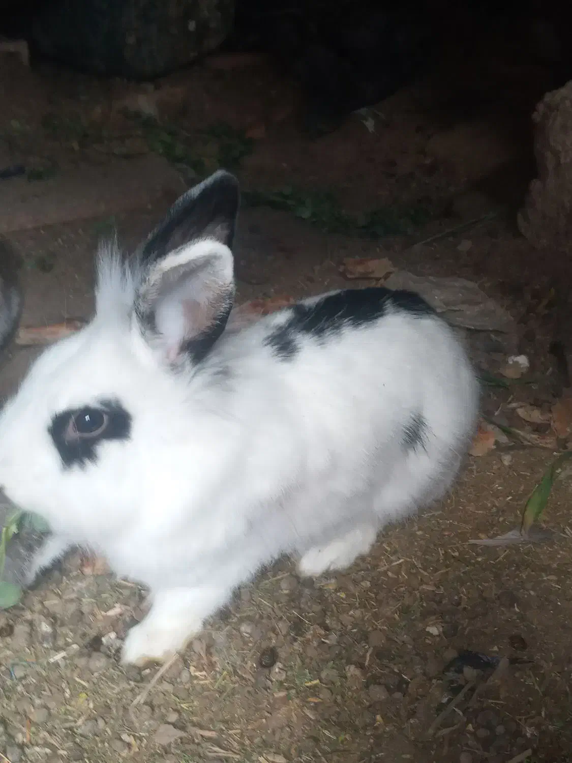 خرگوش|موش و خرگوش|زاهدان, |دیوار