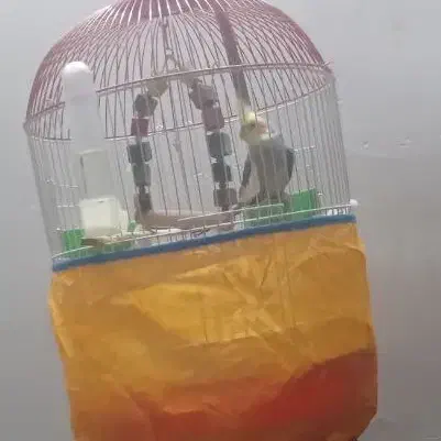 عروس هلندی سخنگو|پرنده|رشت, حومه رشت|دیوار