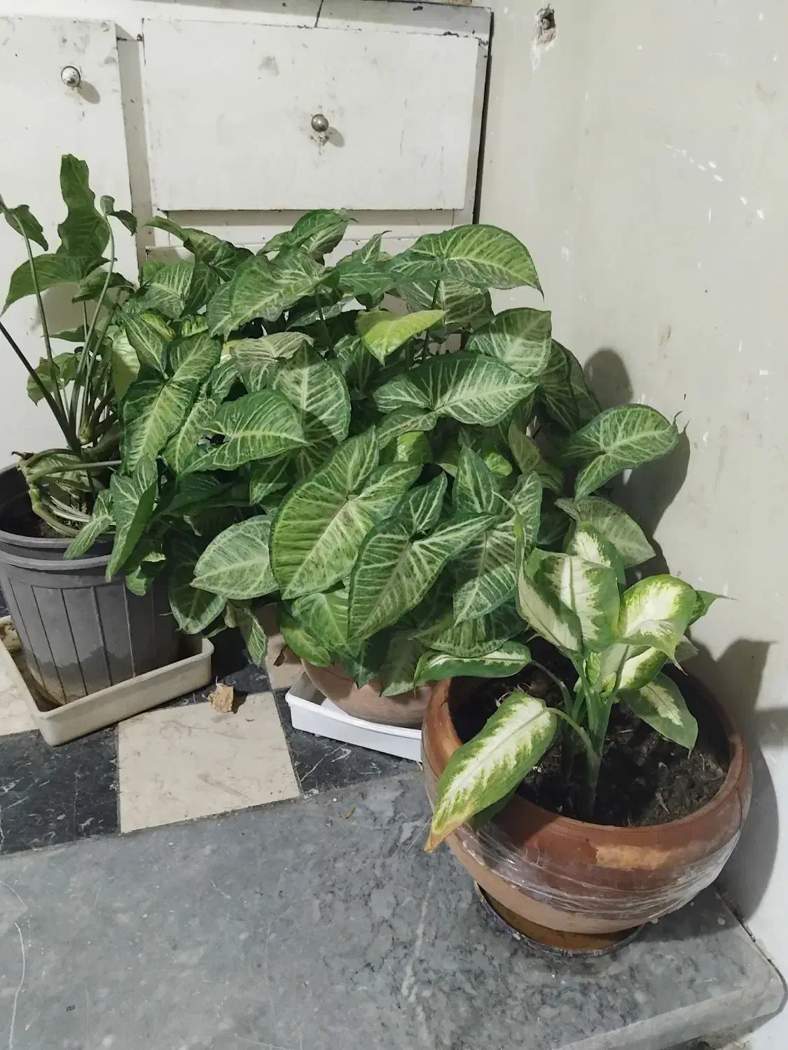 گل وگلدان|گل و گیاه طبیعی|تهران, سردارجنگل|دیوار