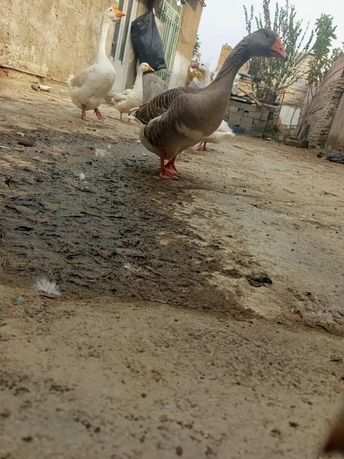 قوغاز نر وغاز ماده وجه غاز پنج ماه|حیوانات مزرعه|نگین شهر, |دیوار