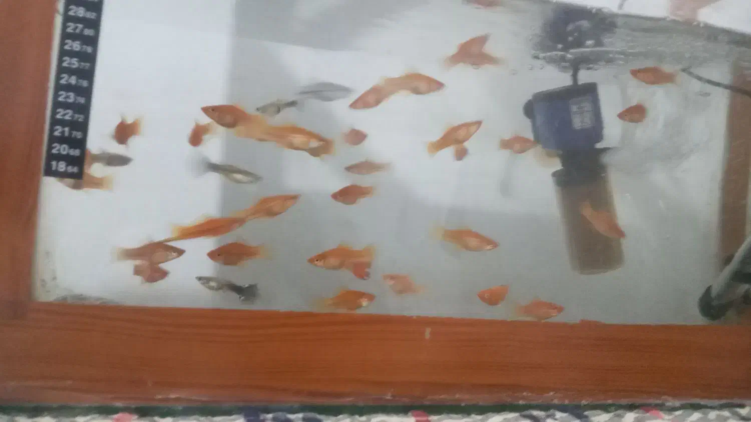 فروش ماهی واکواریم|ماهی|سبزوار, نواب صفوی|دیوار