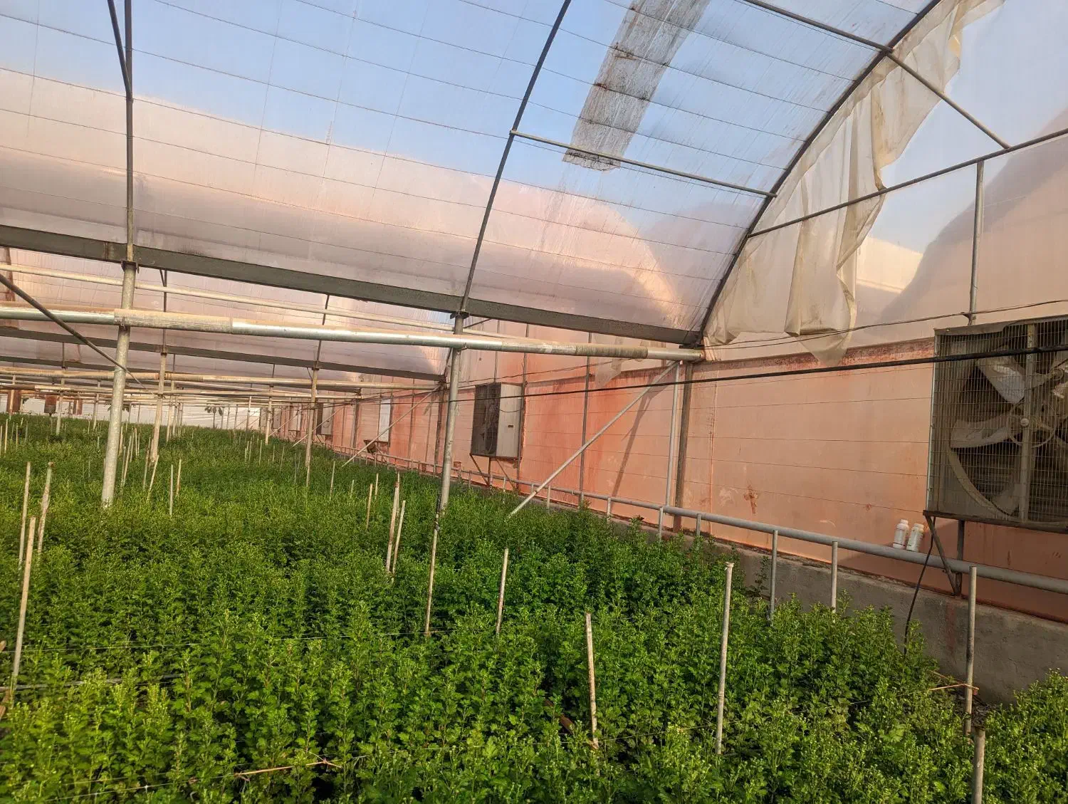 زمین و گلخانه|فروش دفتر صنعتی، کشاورزی، تجاری|پاکدشت, پاکدشت (مامازند)|دیوار