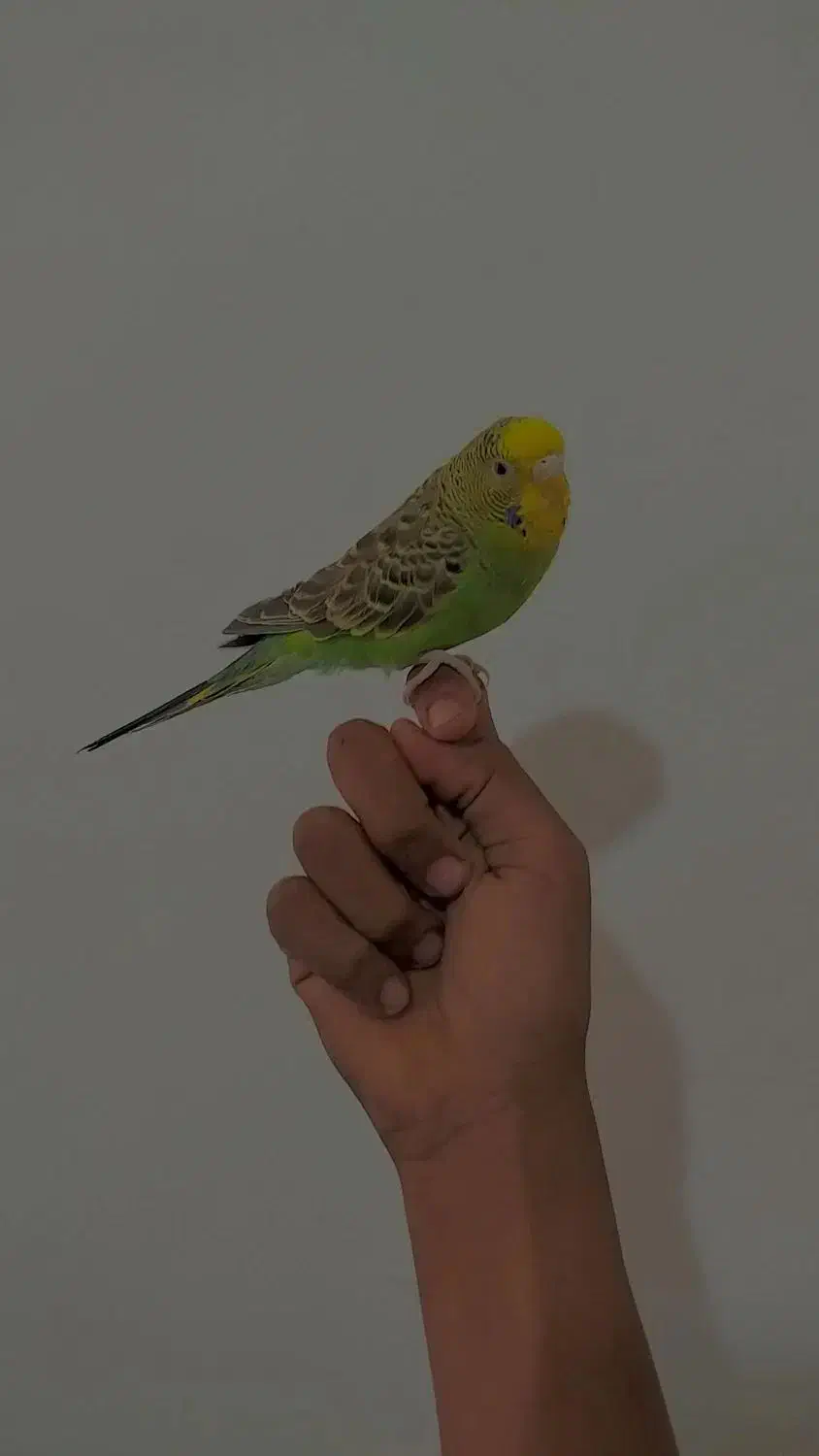 مرغ عشق|پرنده|مرودشت, مسکن مهرگان|دیوار