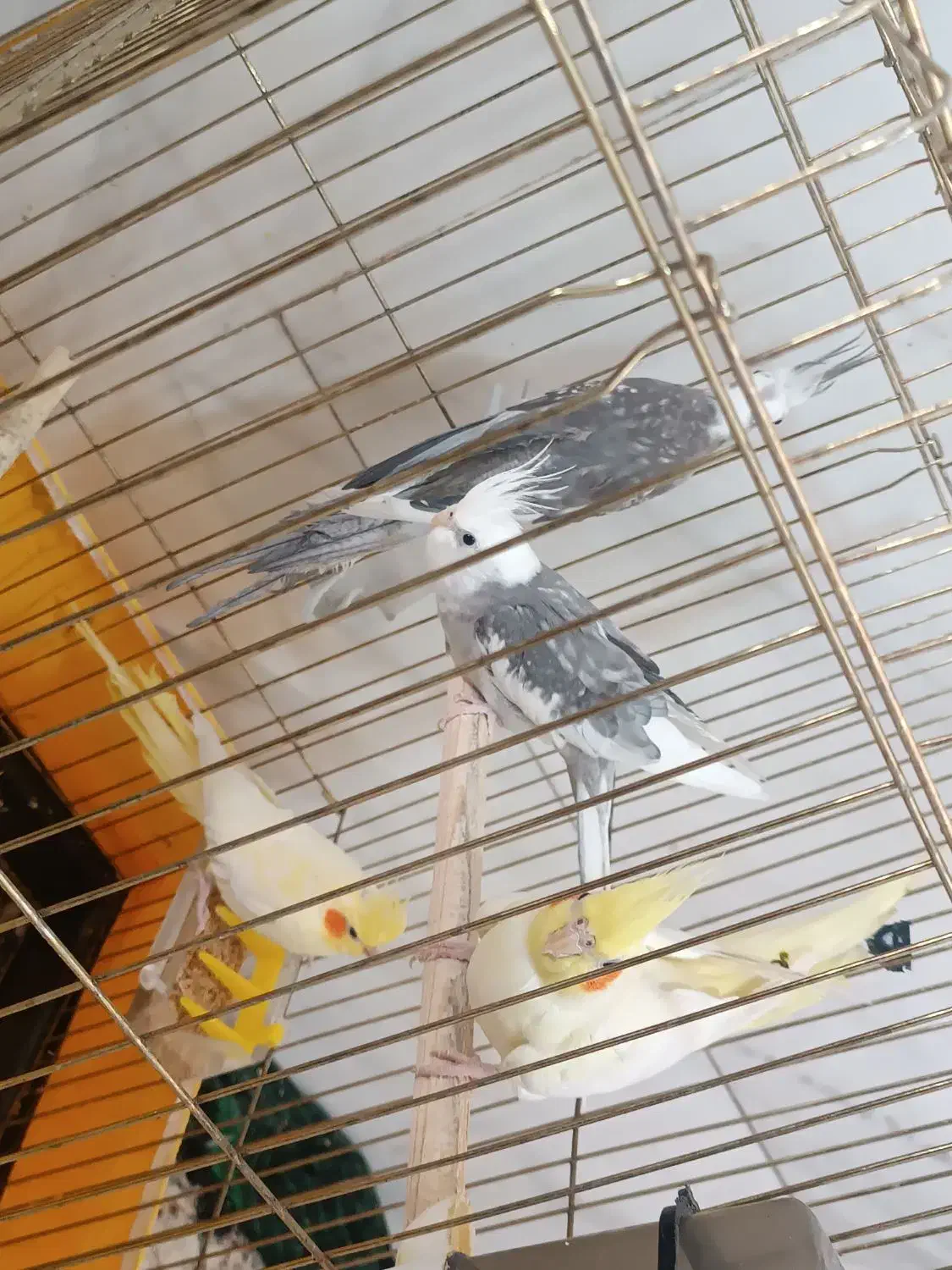 سه جفت عروس مولد امتحان پس داده|پرنده|محلات, |دیوار