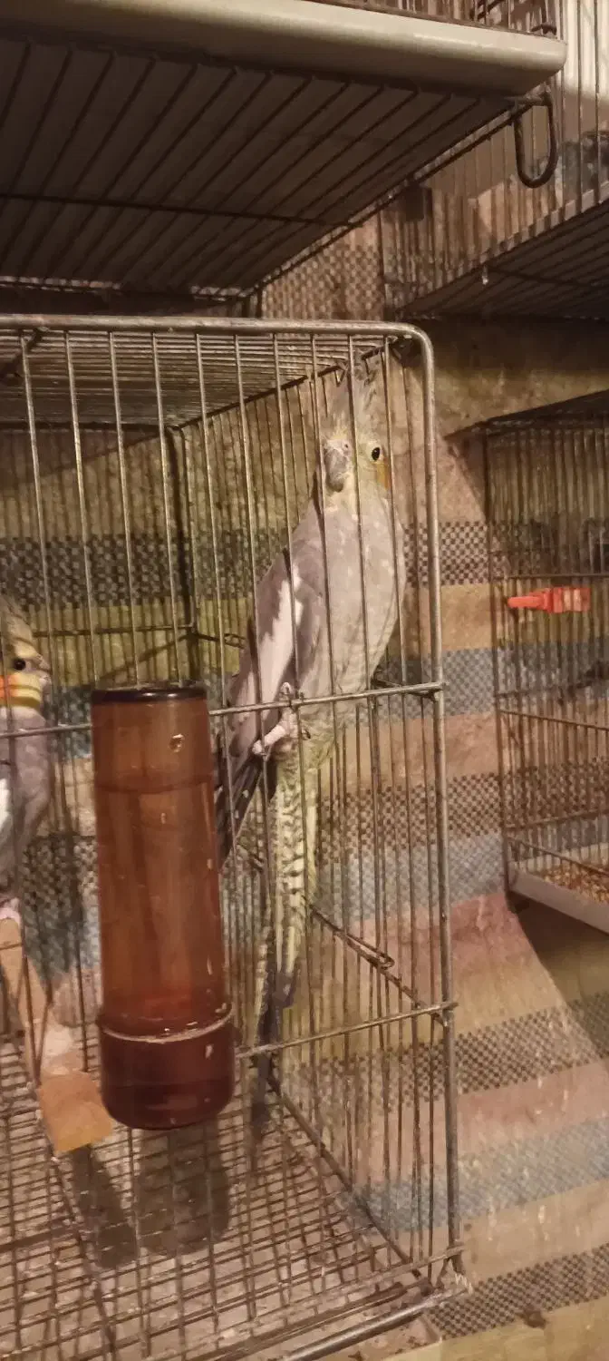 عروس هلندی|پرنده|هریس, |دیوار