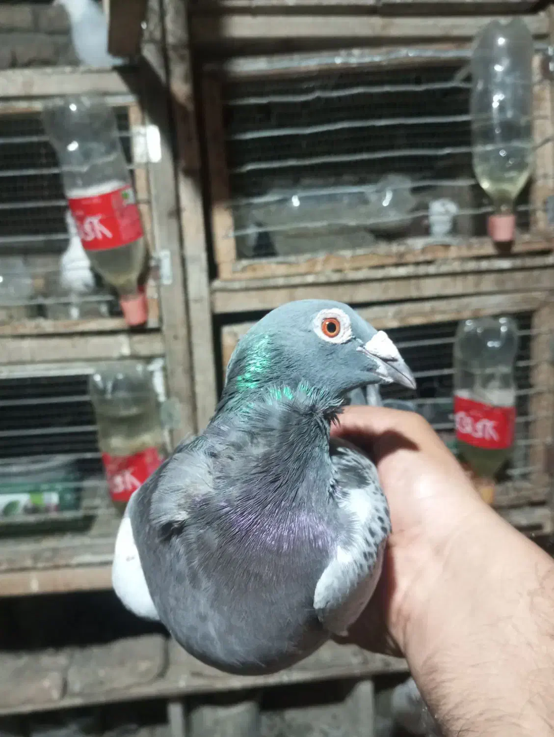 مگسی فری ماده تضمین|پرنده|نگین شهر, |دیوار