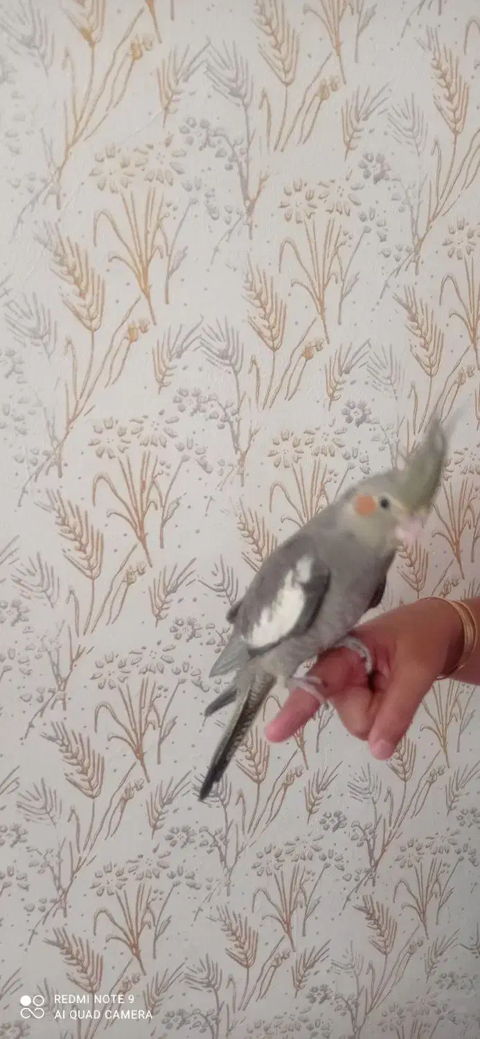 جوجه عروس هلندی 45 روزه|پرنده|سراب, |دیوار