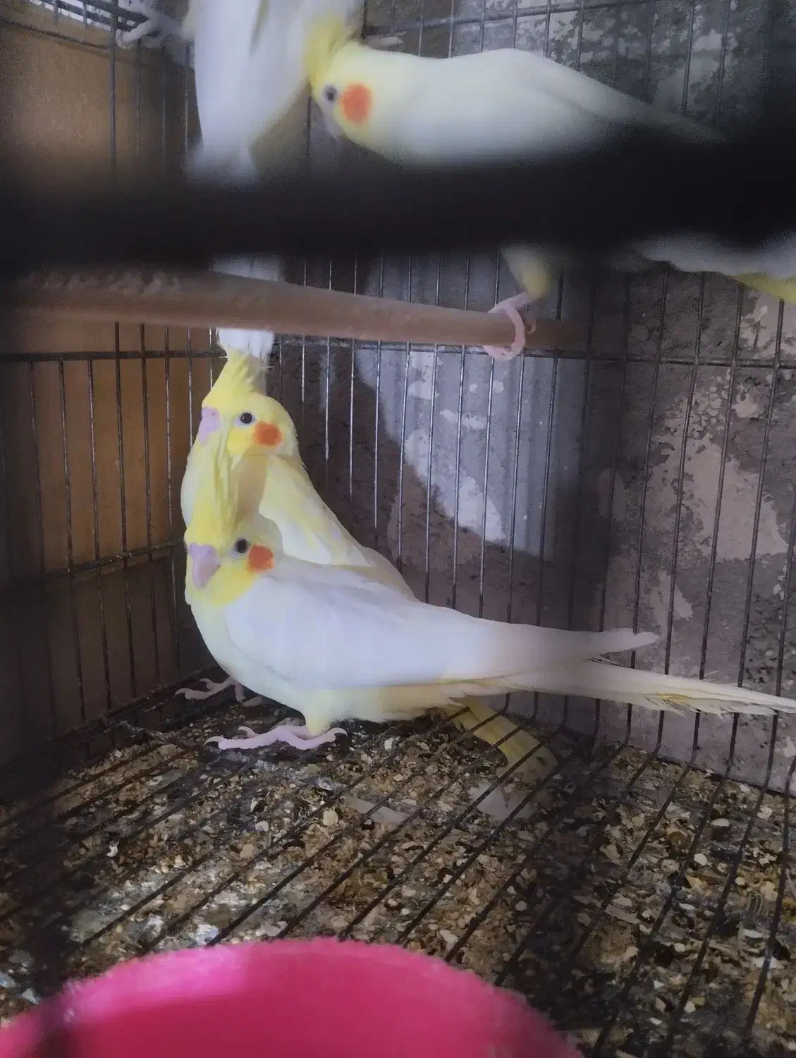 فروش عروس مولد|پرنده|قم, جوی شور|دیوار