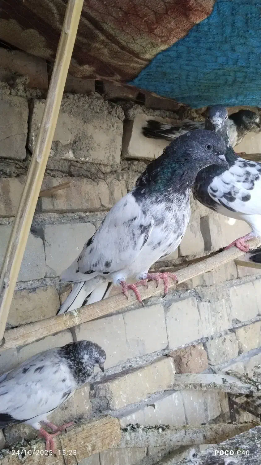 پرنده کبوتر|پرنده|ایرانشهر, |دیوار