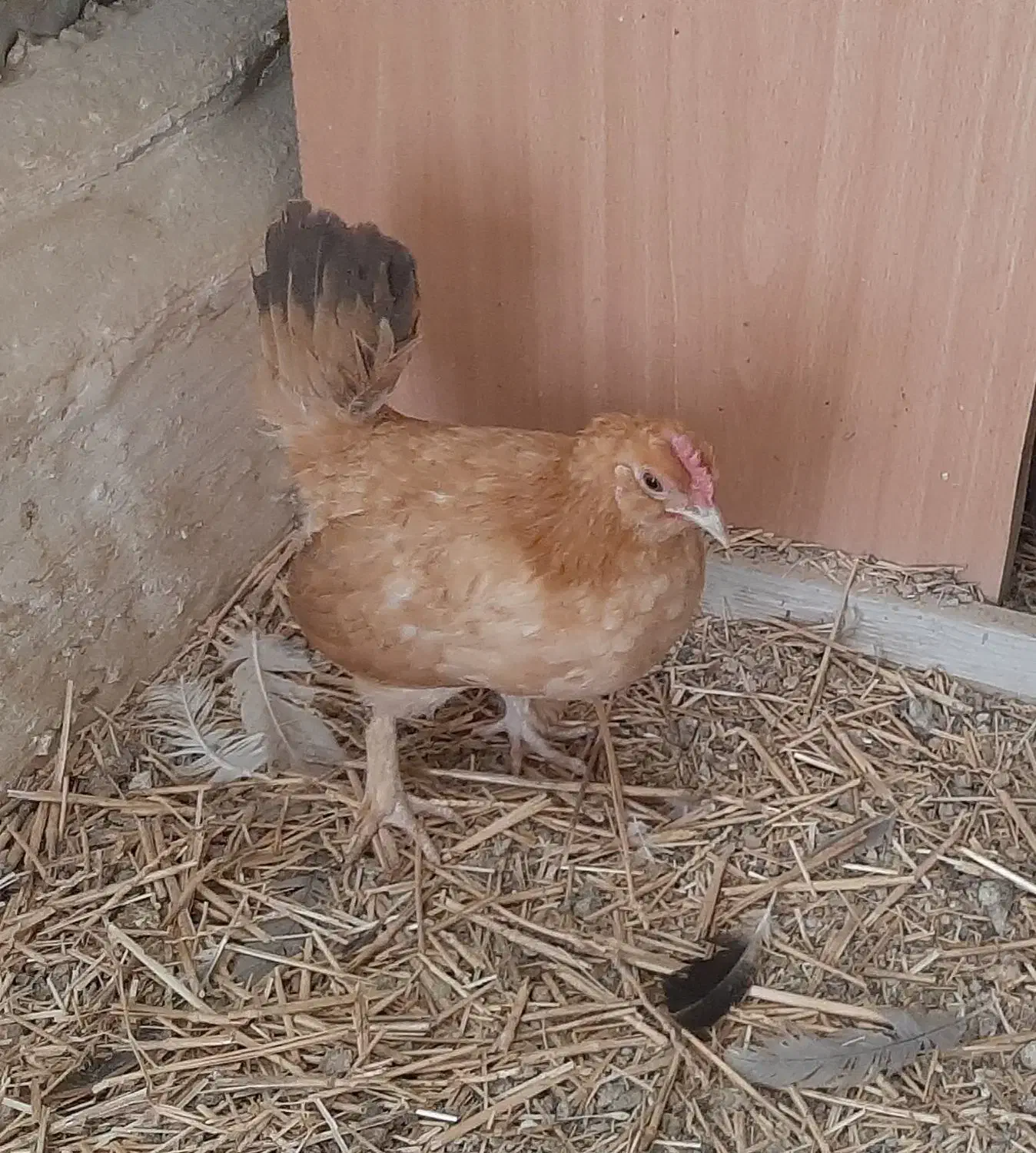 مرغ مینیاتوری ریز جثه ۴عدد|حیوانات مزرعه|ورامین, شهرک مدرس|دیوار