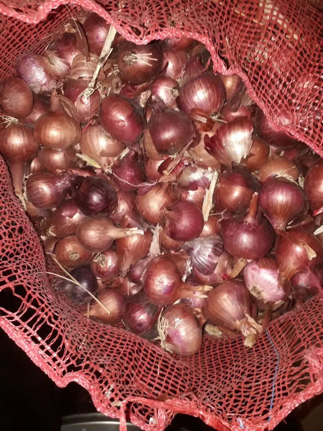 پیاز قرمز  سایز کوچک|عمده‌فروشی|روانسر, |دیوار