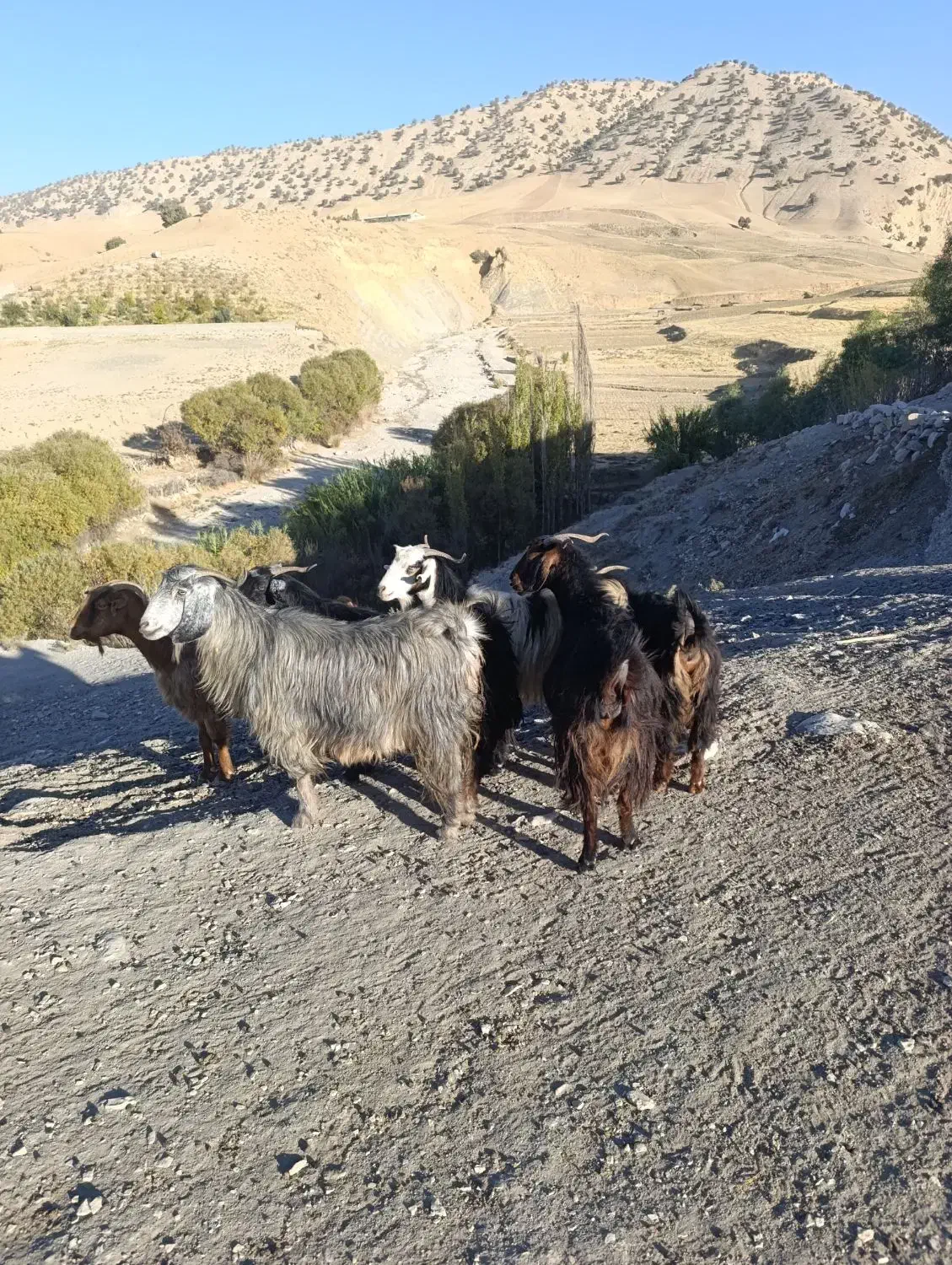 بز و بزغاله یا گوسفند داشتی درجه یک جوان|حیوانات مزرعه|ایلام, |دیوار