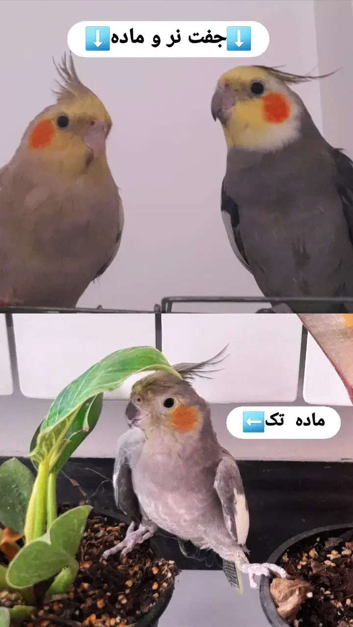 فروش پرنده|پرنده|لاهیجان, فیاض|دیوار