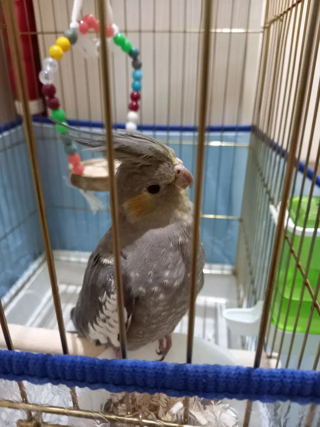 عروس هلندی با قفس|پرنده|بندر کنگان, |دیوار