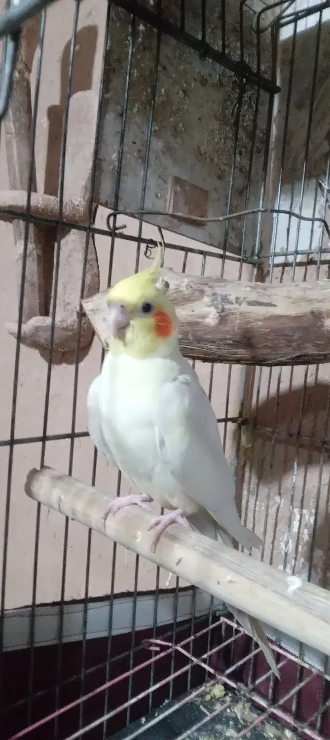 عروس لوتینو بالغ شرطی نر دستی|پرنده|اهواز, فاز ۲ پادادشهر|دیوار