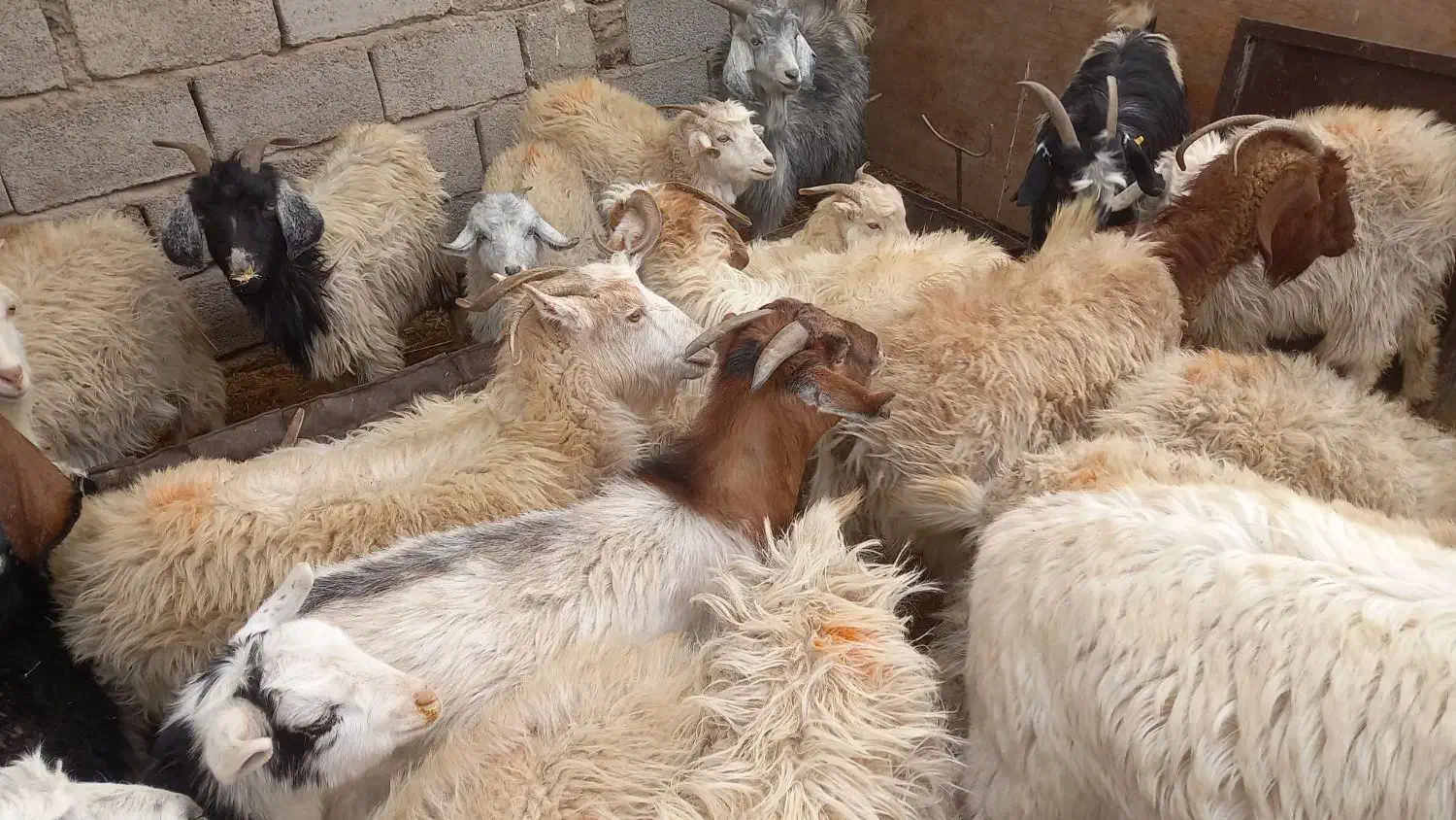 بز گیسه آبستن|حیوانات مزرعه|سیرجان, |دیوار