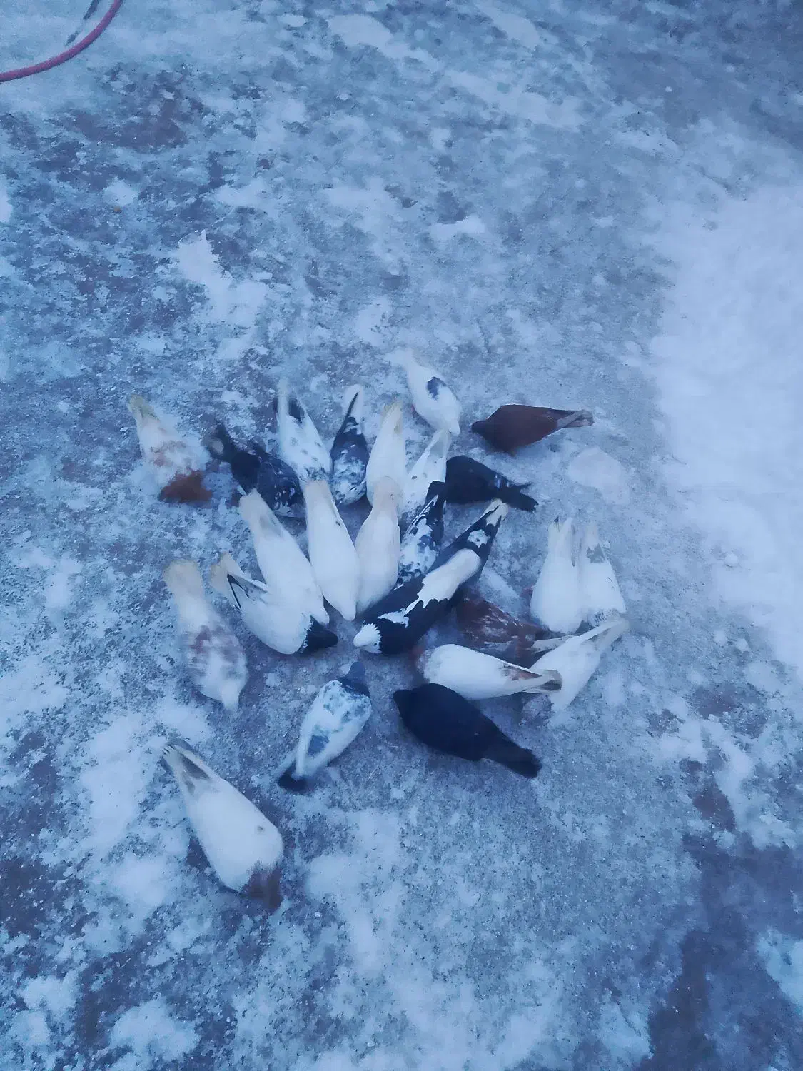 کبوتر|پرنده|ایجرود, |دیوار