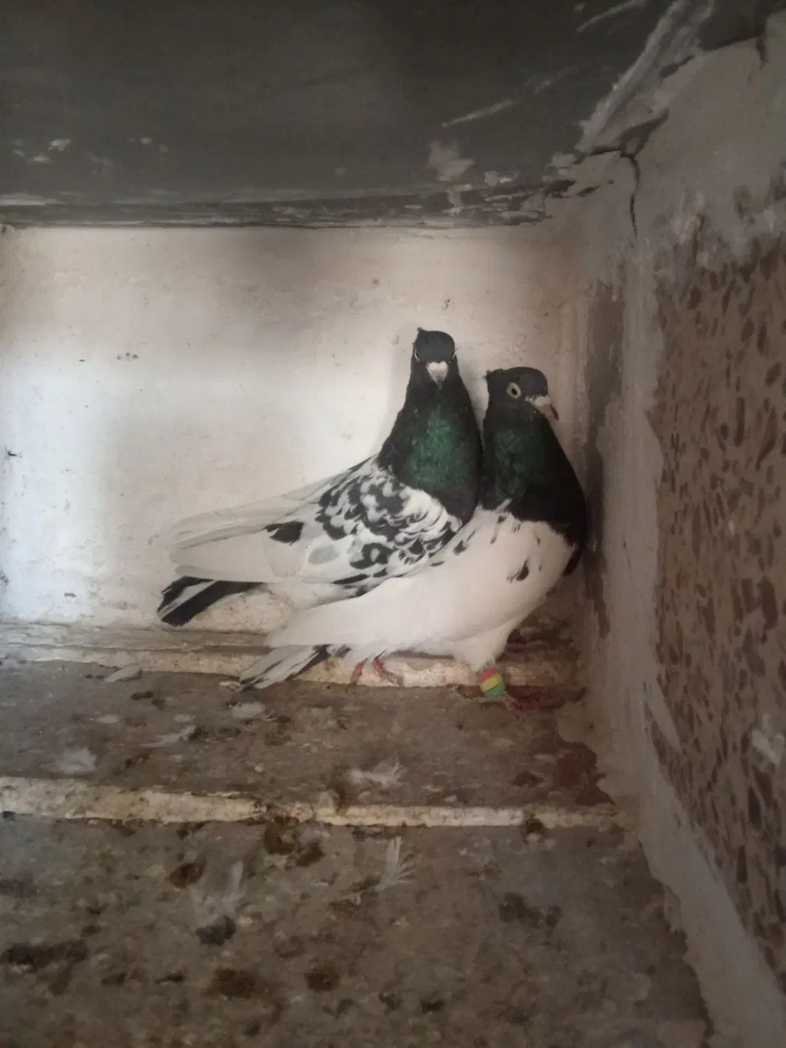 کبوتر کله سیاه|پرنده|مبارکه, |دیوار