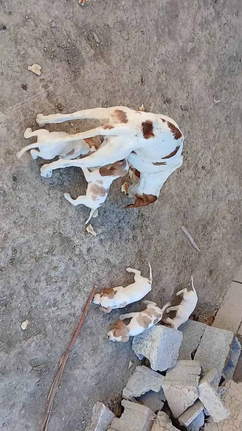 توله سگ شکاری پوینتر انگلیس دنبلانی|سگ|گلی داغ, |دیوار