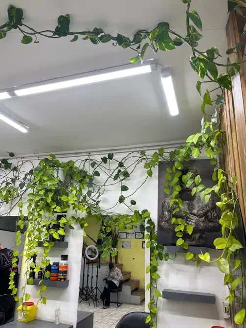 گل پتوس|گل و گیاه طبیعی|اصفهان, بیدآباد|دیوار